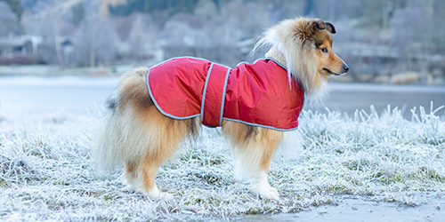 Vinterklær til hund